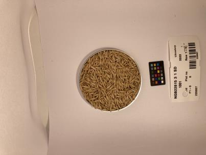 SEED